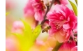 桃花都快開了 你還宅在家里嗎？